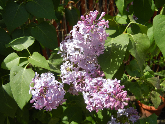 Syringa vulgaris_Lilac (2012, April 25)