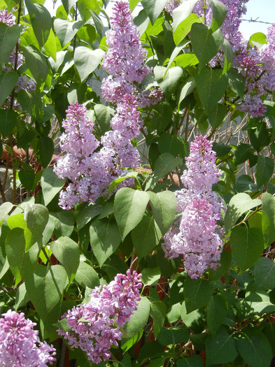 Syringa vulgaris_Lilac (2012, April 25)