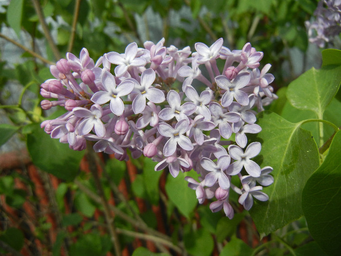 Syringa vulgaris_Lilac (2012, April 25)