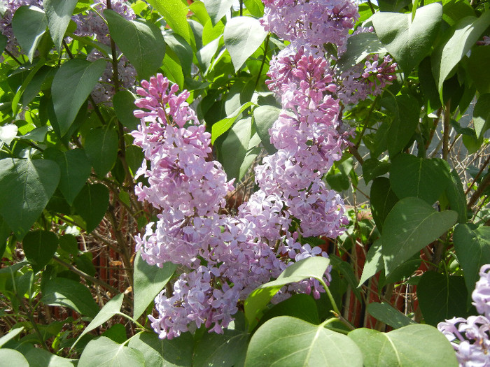 Syringa vulgaris_Lilac (2012, April 25)
