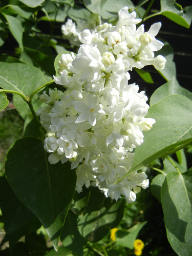 White Lilac Tree (2012, April 25)