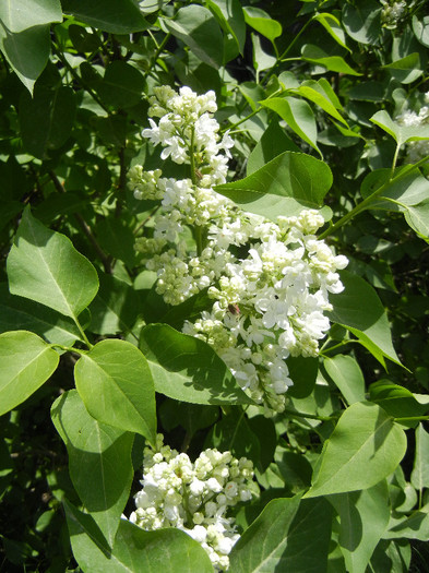 White Lilac Tree (2012, April 25)