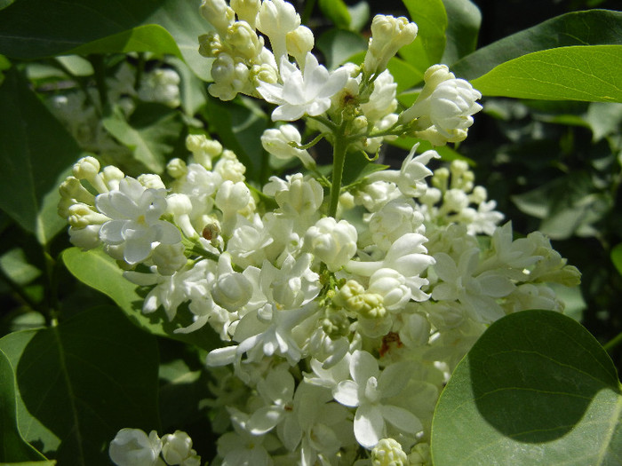 White Lilac Tree (2012, April 25) - Syringa vulgaris White