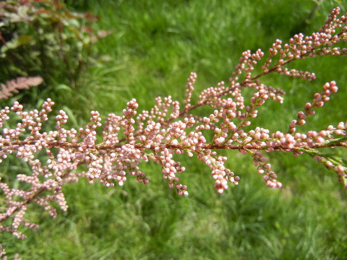 Tamarix tetranda (2012, April 25) - Tamarix tetranda