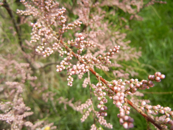 Tamarix tetranda (2012, April 25)