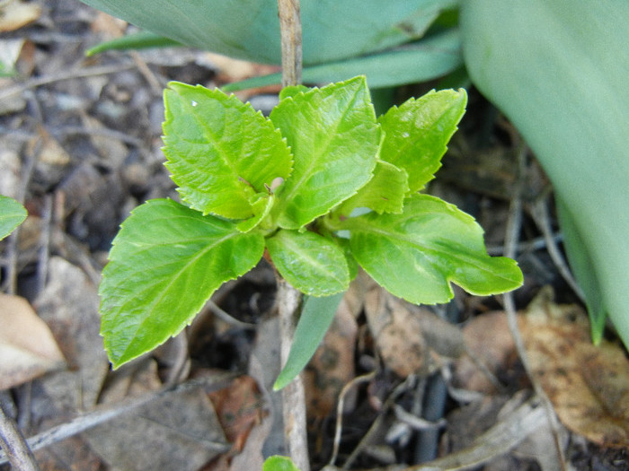 Blue Hydrangea (2012, April 16)