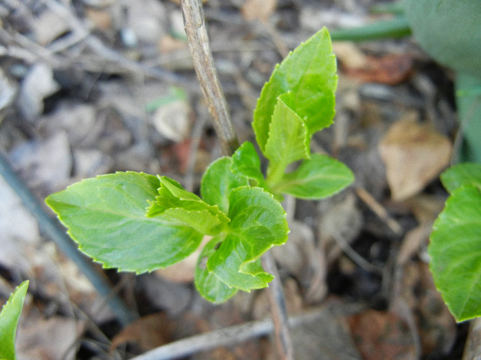 Blue Hydrangea (2012, April 16)