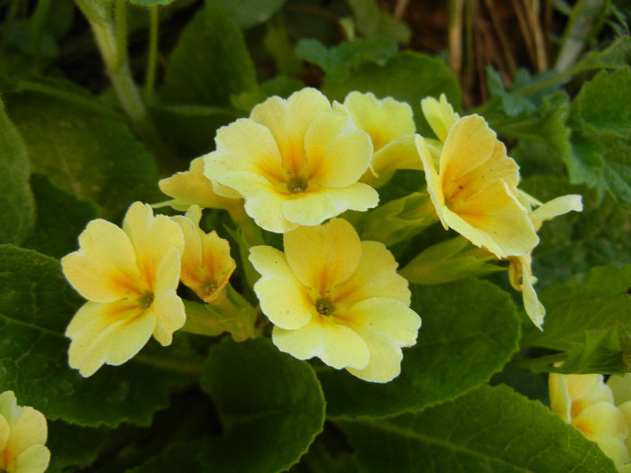 Primula polyanthus Yellow (2012, Apr.22) - Primula polyanthus Yellow