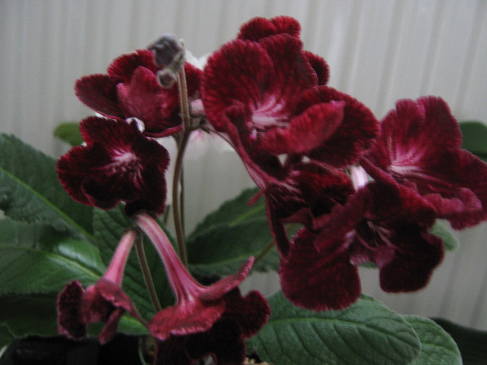  - streptocarpus DS Ognivo- Dimetris