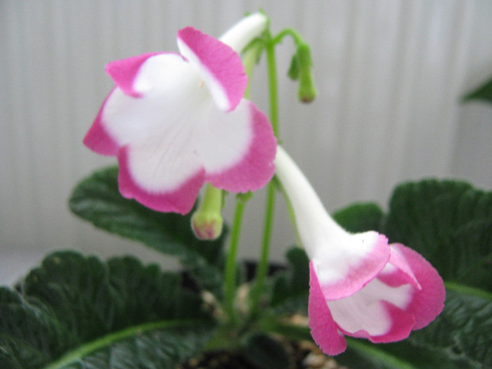  - streptocarpus Rose Halo