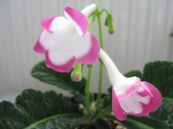  - streptocarpus Rose Halo