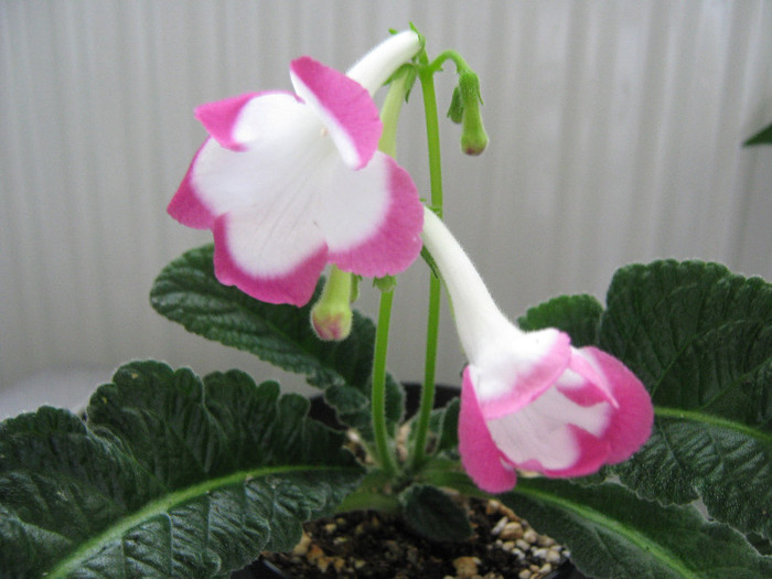  - streptocarpus Rose Halo