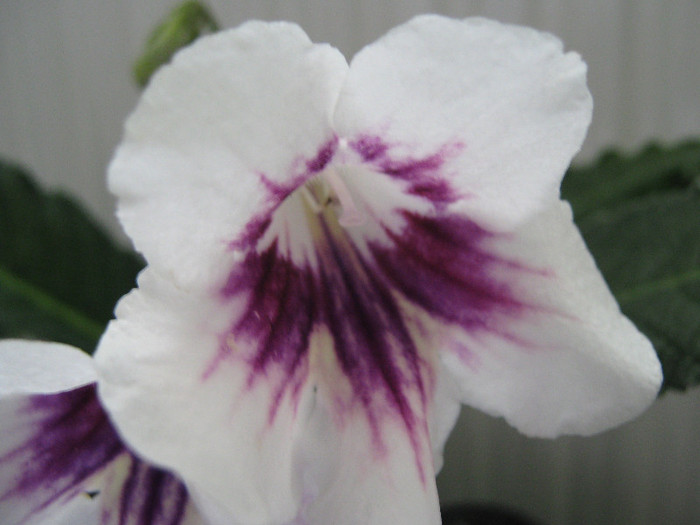  - streptocarpus DS Epatazh -Dimetris