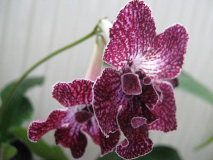  - streptocarpus DS Ekspressija - Dimetris