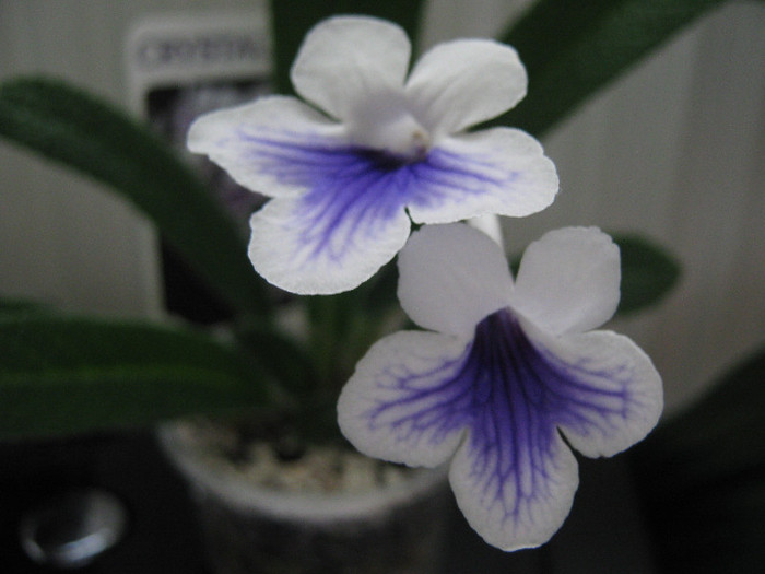  - streptocarpus Crystal Ice