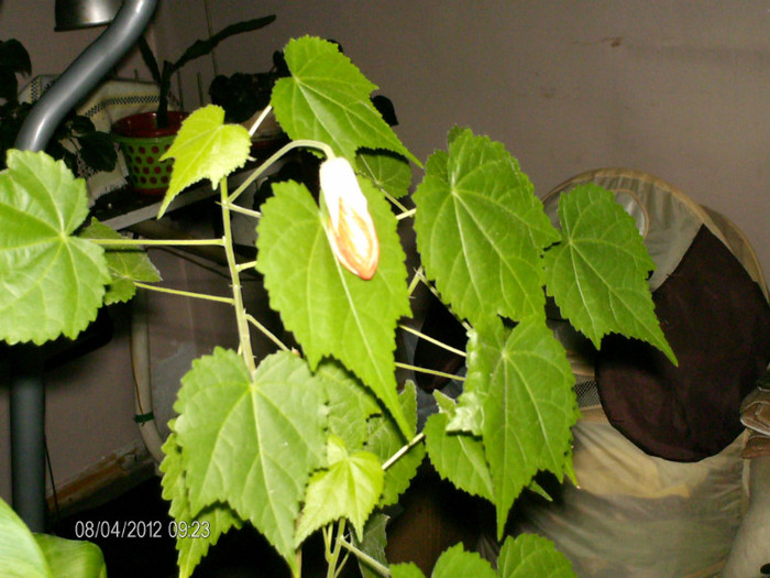 aprilie 019 - Abutilon_2012