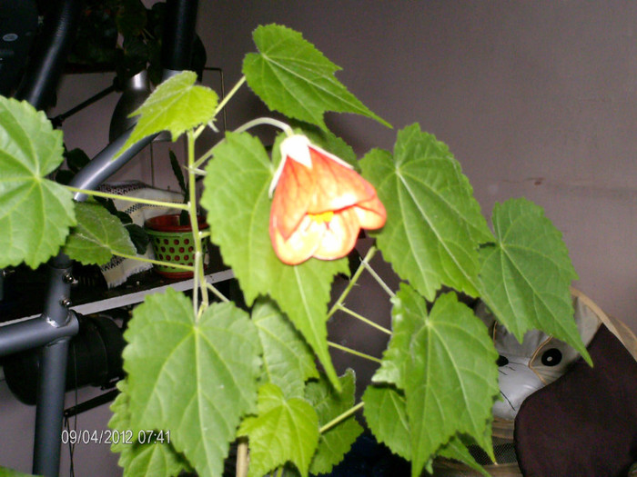 aprilie 020 - Abutilon_2012