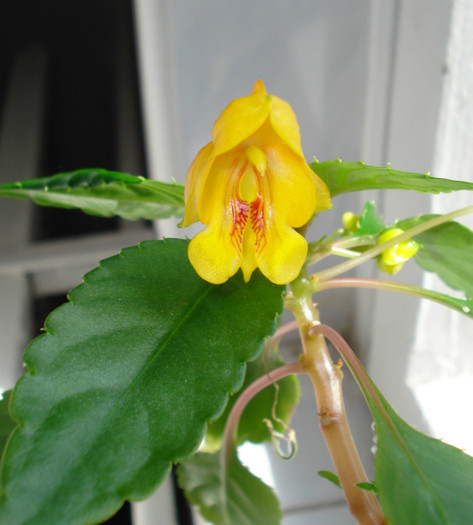 Impatiens Jungle Gold - Impatiens