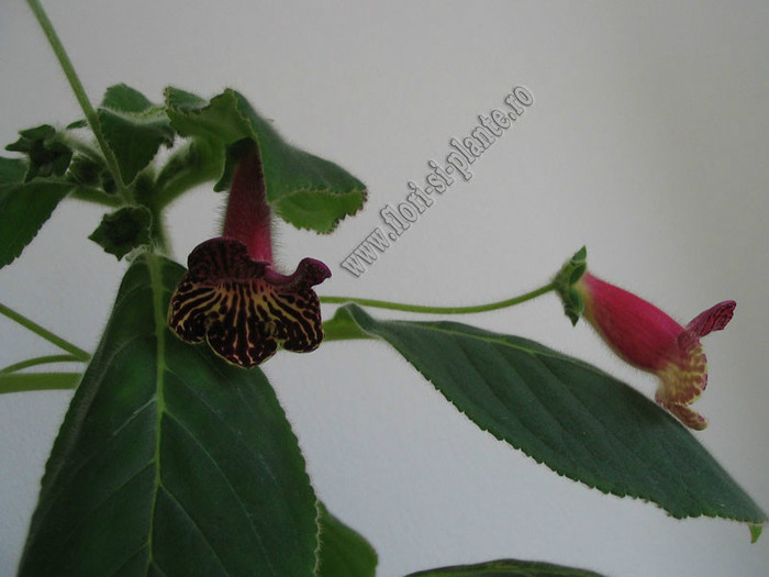 Kohleria Alida; 2012
