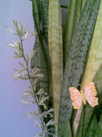 sansevieria si-un fluture - 0018 FLORI APT 2012