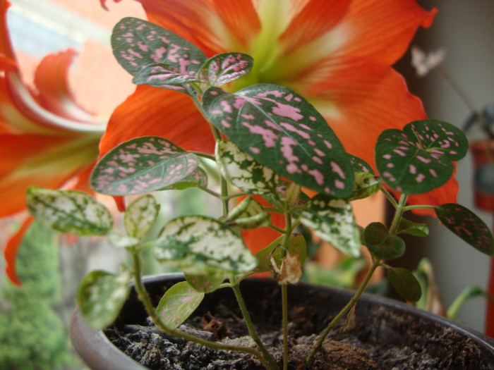 hypoestes - florile mele2