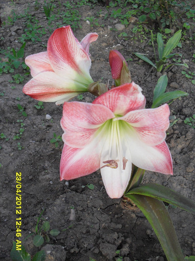 SDC11470 - 1_My Amaryllis-2012