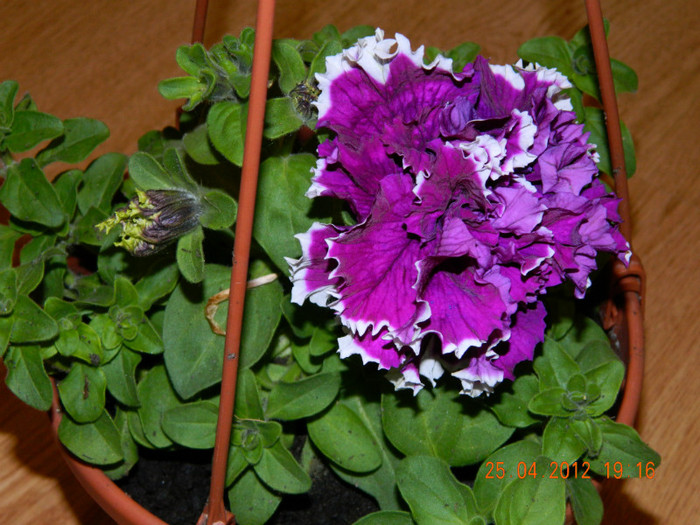 a inflorit si e superbaaaa...