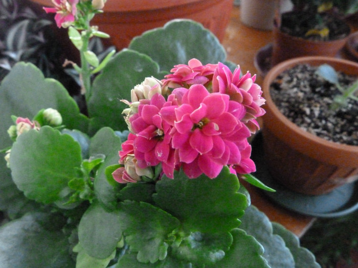 kalanchoe roz - Flori 2012