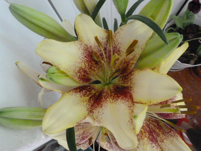 lilium asiatic white pixels