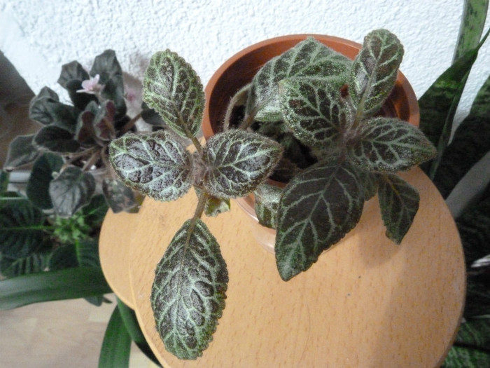 episcia silver dust - Flori 2012