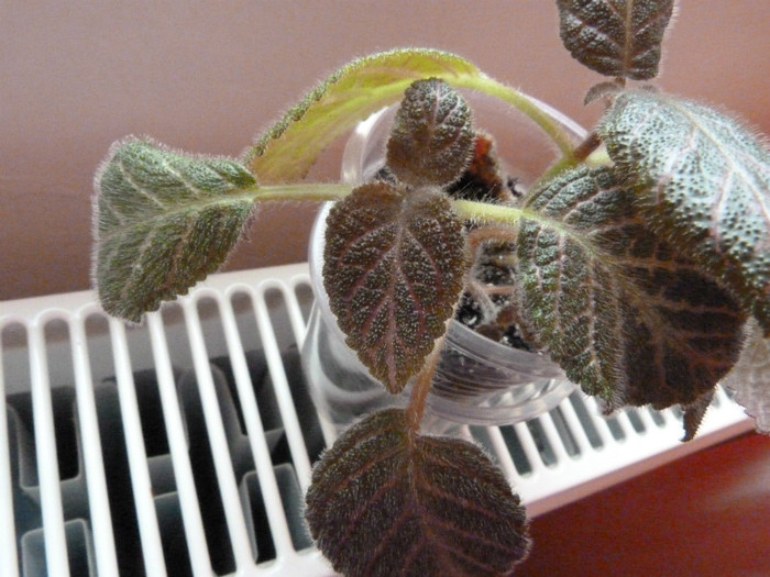 episcia chocolate cream(Valentina33) - Flori 2012