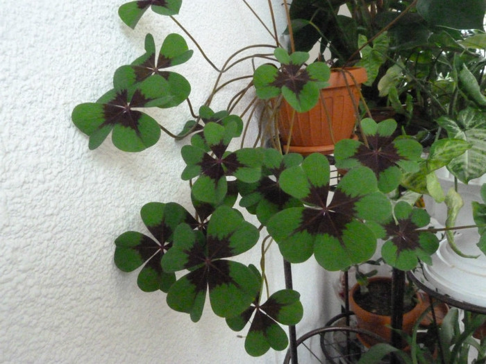 oxalis iron cros - Flori 2012