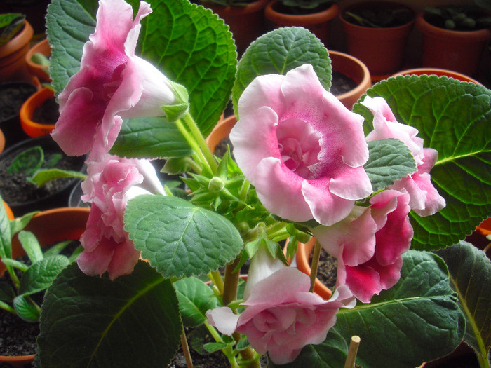 CIMG9945 - gloxinia 2012