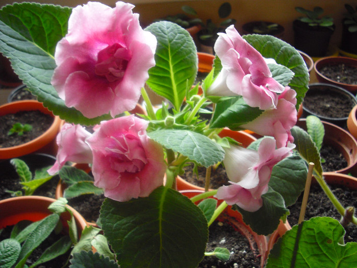 CIMG9944 - gloxinia 2012