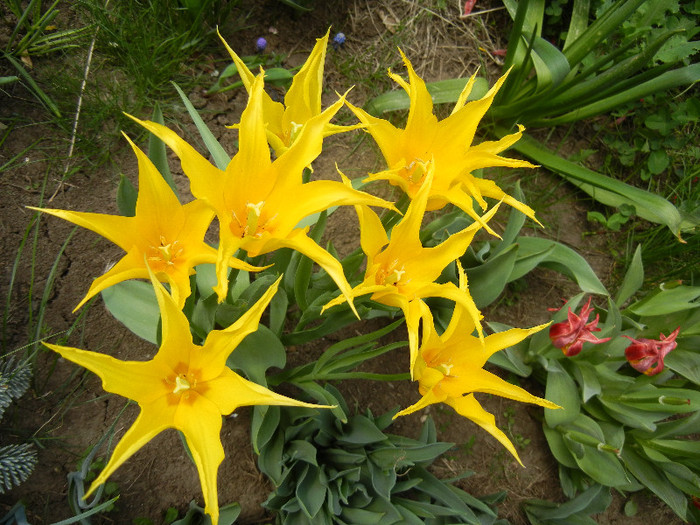 Tulipa Cistula (2012, April 26) - Tulipa Cistula