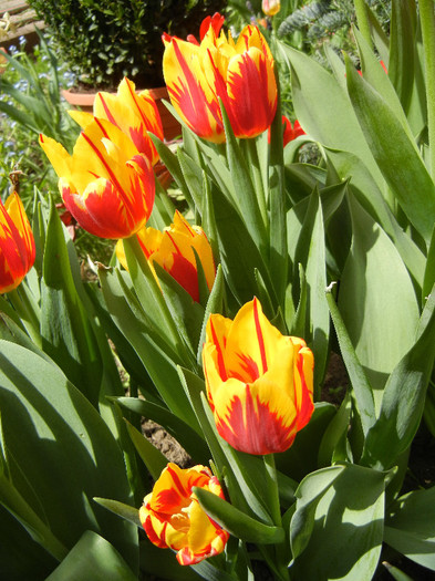 Tulipa Mickey Mouse (2012, April 26)