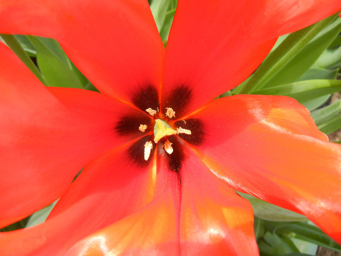 Tulipa Giant Parrot (2012, April 26)