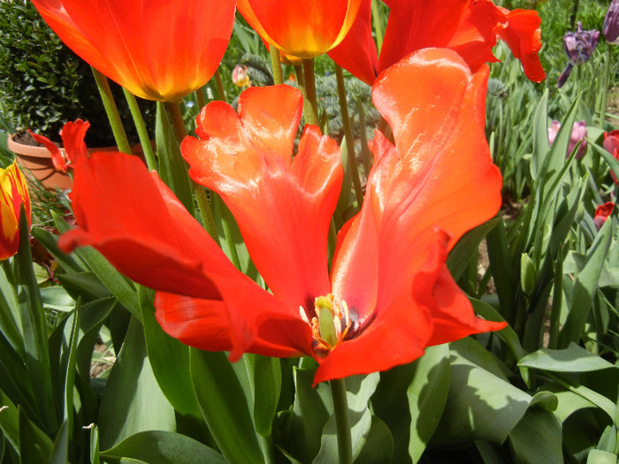 Tulipa Giant Parrot (2012, April 26)