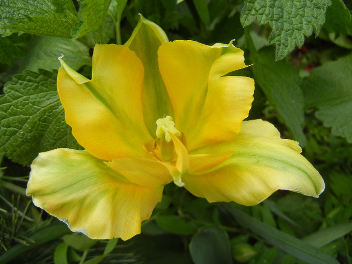 Tulipa Golden Artist (2012, April 26)