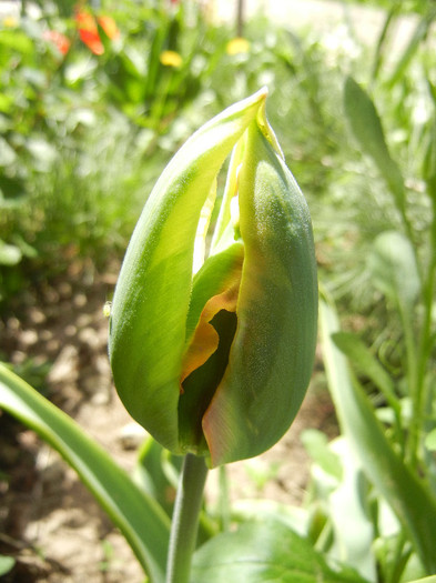 Tulipa Green River (2012, April 25)