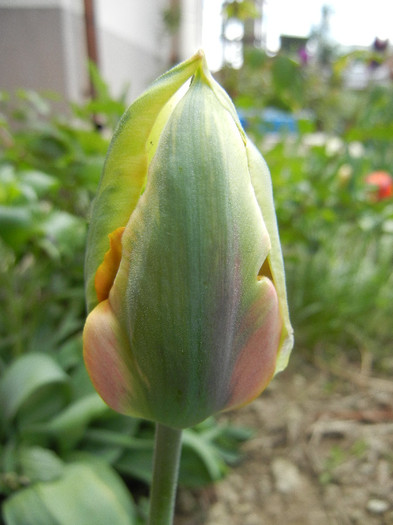 Tulipa Green River (2012, April 26) - Tulipa Green River