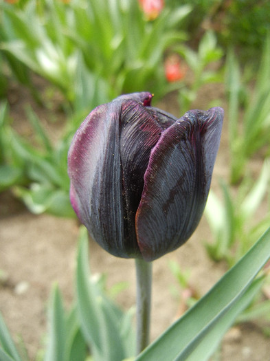 Tulipa Negrita (2012, April 26) - Tulipa Negrita