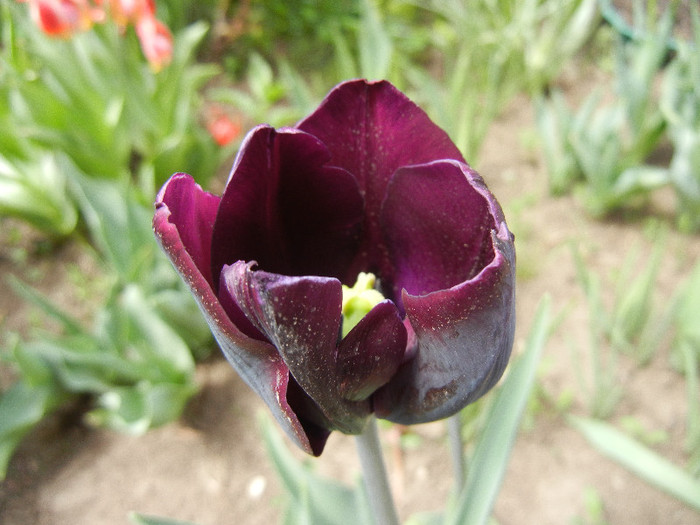 Tulipa Negrita (2012, April 26) - Tulipa Negrita