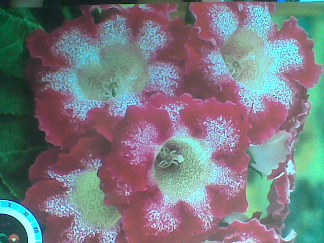 Tigrina Red - Gloxinia 2012-2013