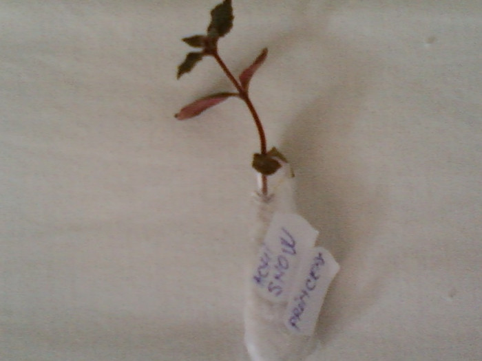 danuta-achi snow princess