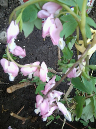 Fotografie3616 - flori de gradina 2012