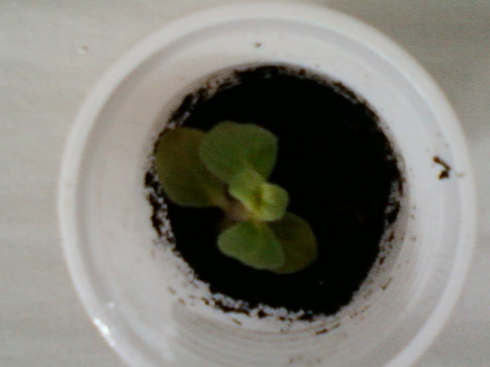 gloxi bolivian sunset