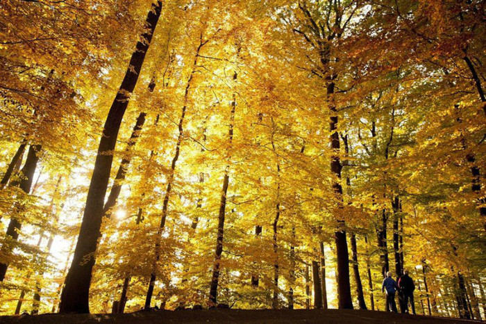 575940_271102909647902_120991581325703_564411_1591829440_n - peisaje de basm