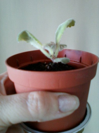 gloxi mov cu tiv alb