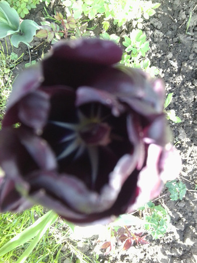 Fotografie3628 - flori de gradina 2012